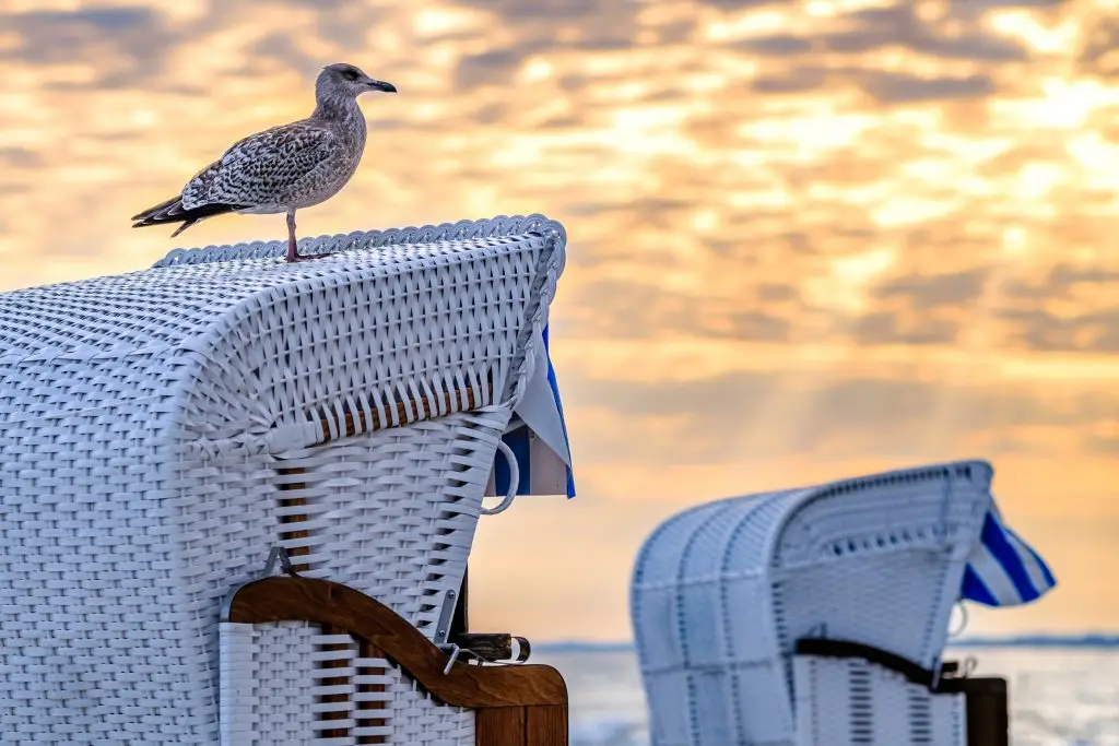 Strandkorbvermietung Flunder - Ihre Strandkorbvermietung in Hohwacht